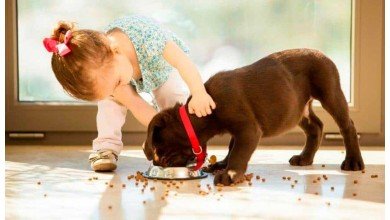 Cuidados del cachorro