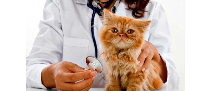 Cuidados básicos del Gato