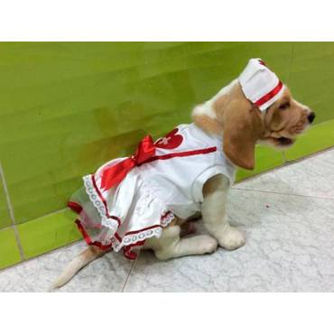 Disfraz de enfermera para perro