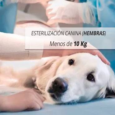 MENOS DE 10 Kg DE PESO, ESTERILIZACIÓN CANINA (HEMBRAS)