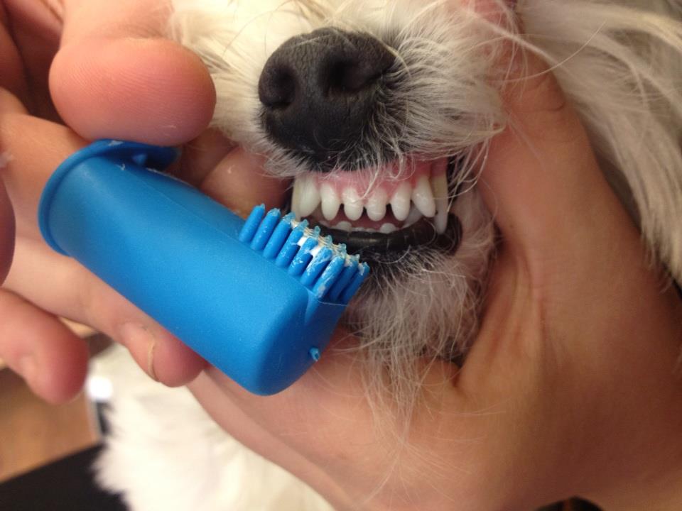 dientes sanos perros