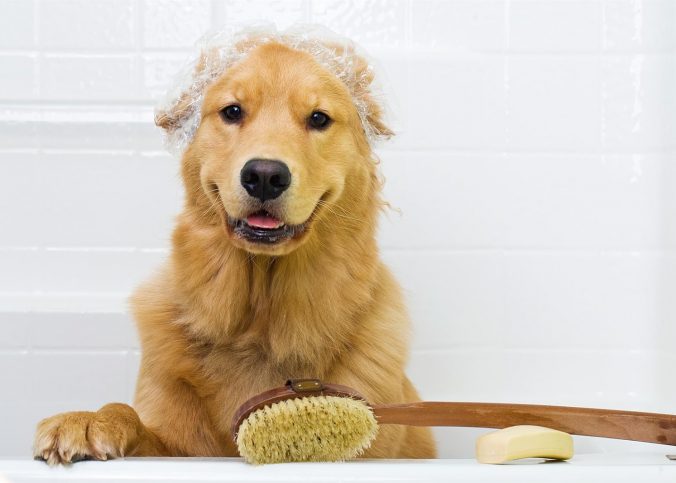 grooming para perros bogota