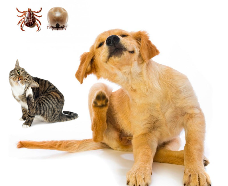¿Por qué son tan peligrosas las garrapatas en nuestras mascotas?