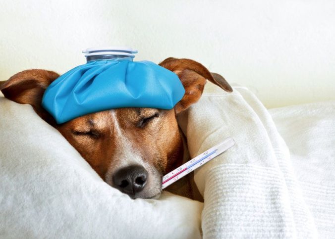 Como El Parvovirus Puede Matar a Tu Perro En Menos De 72 Horas