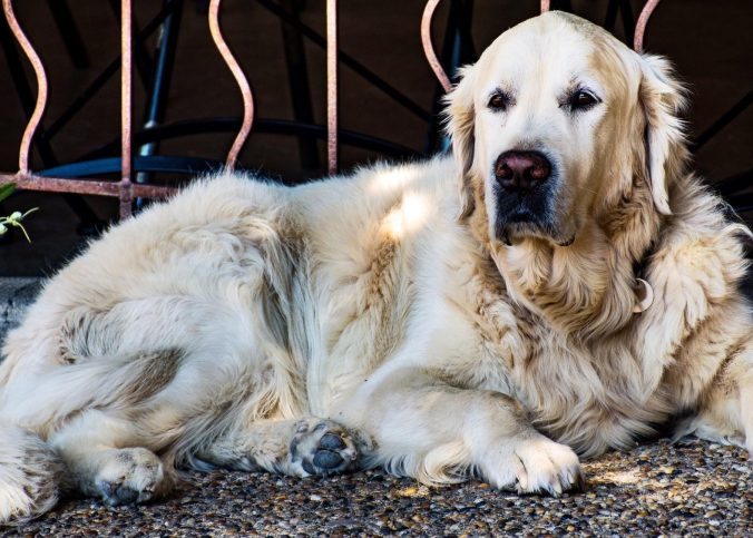 5 Enfermedades Más Comunes Que Tienen Los Perros Adultos y Como Tratarlas