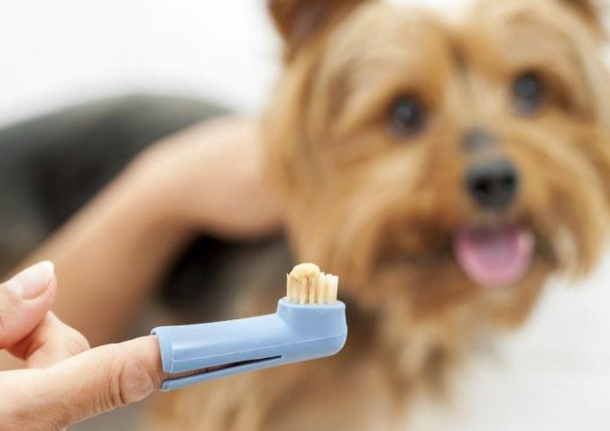 5 pasos para mantener la salud dental de tu mascota