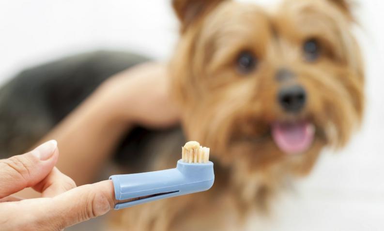 5 pasos para mantener la salud dental de tu mascota