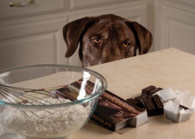9 Sintomas De Intoxicación Por Chocolate En Tu Mascota