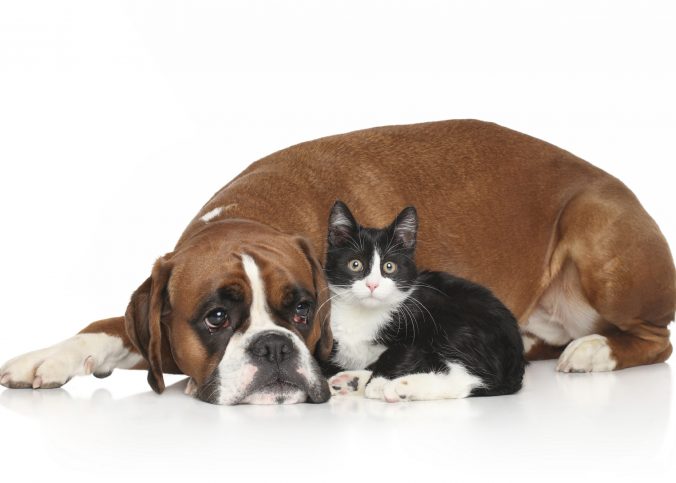 Aprende las 10 razones principales para esterilizar o castrar a tu mascota