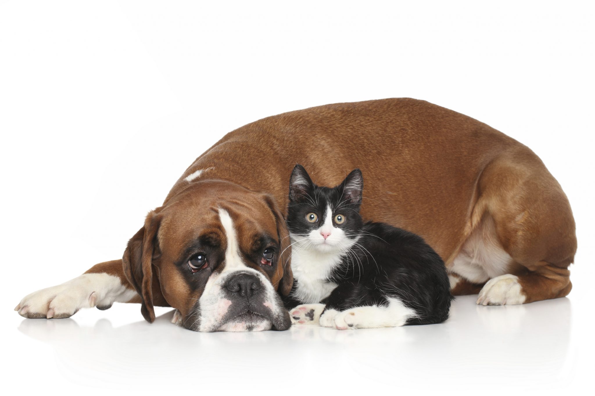 Aprende las 10 razones principales para esterilizar o castrar a tu mascota